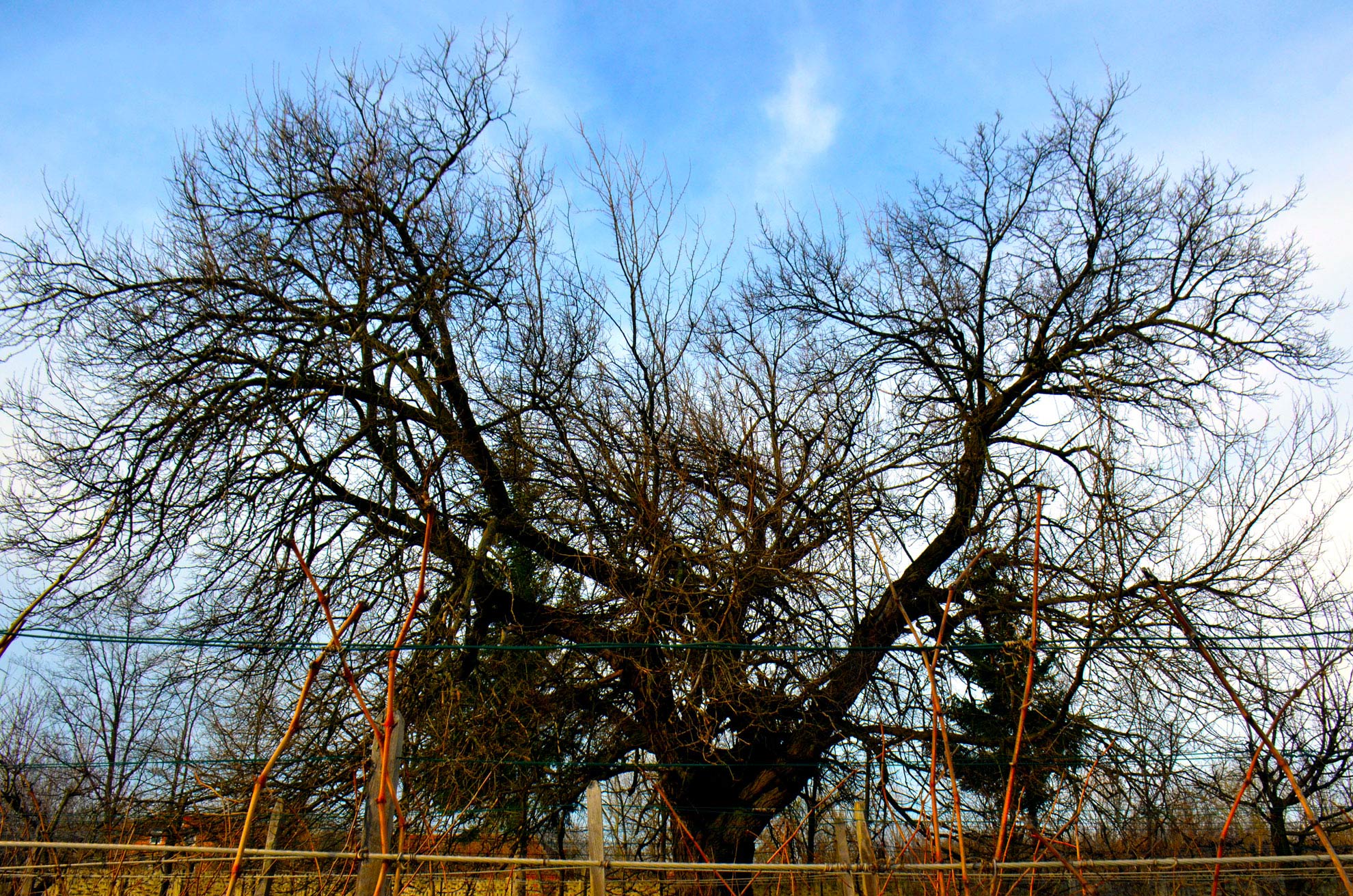 zapis 0564 malo laole zoranov dud wikipedia